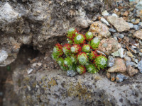 /album/fotogalerie-nabidka/sempervivum-barbulatum-hookeri-jpg/